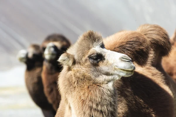 Camello en nubra valle — Foto de Stock