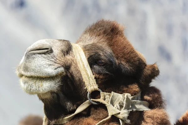 Kamel på nubra valley — Stockfoto