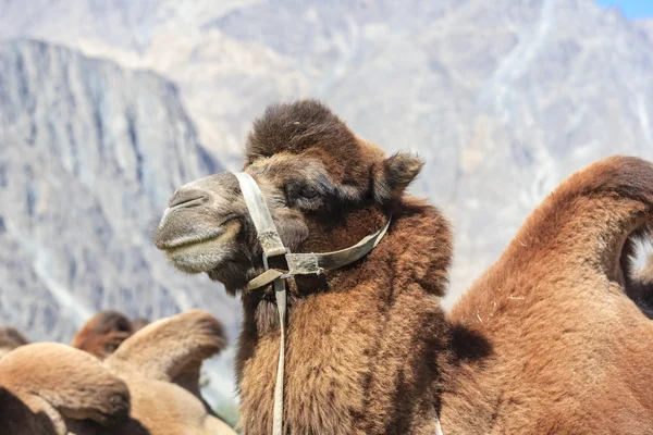 Velbloud v údolí nubra — Stock fotografie