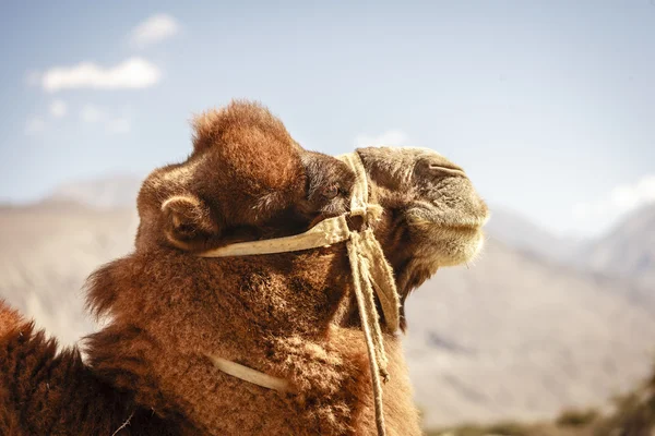 Kamel på nubra valley — Stockfoto