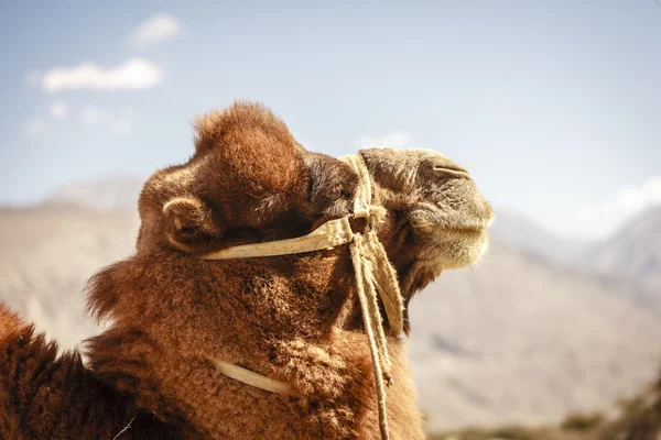 Velbloud v údolí nubra — Stock fotografie