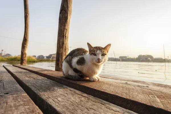 Cat on bridge Stock Picture