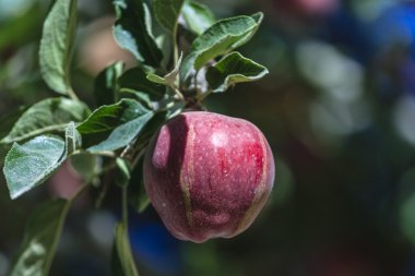 Apple Nubra Valley, Ladakh il