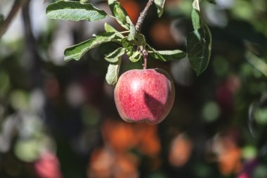 Apple Nubra Valley, Ladakh il