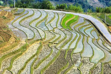 Pirinç tarlaları Kuzey Vietnam