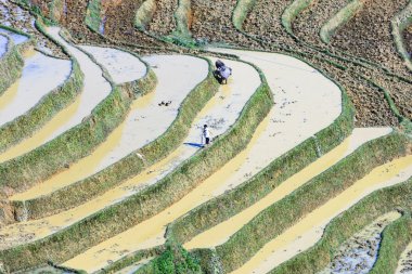 Pirinç tarlaları Kuzey Vietnam