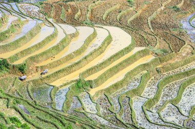 Pirinç tarlaları Kuzey Vietnam