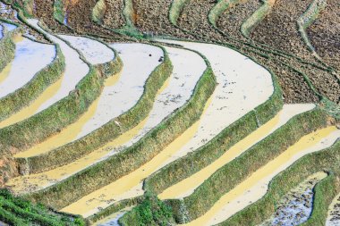 Pirinç tarlaları Kuzey Vietnam