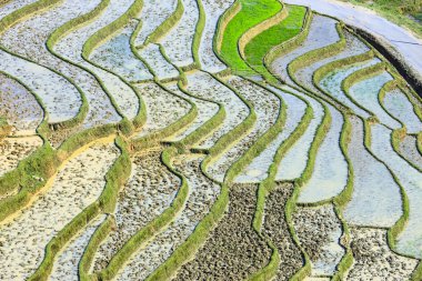 Pirinç tarlaları Kuzey Vietnam