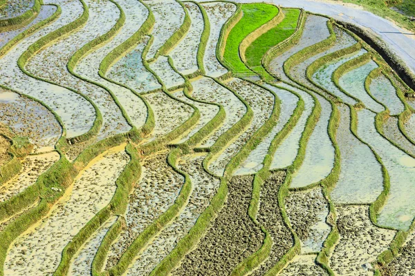 北ベトナムの田んぼ — ストック写真