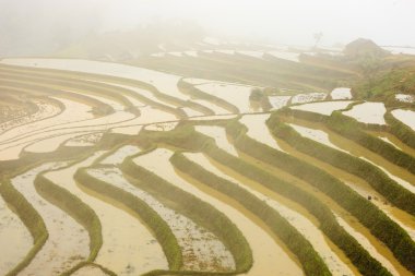 Pirinç tarlaları Kuzey Vietnam
