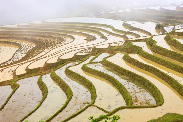 北ベトナムの田んぼ — ストック写真