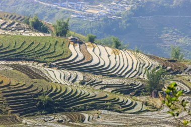 Pirinç tarlaları Kuzey Vietnam
