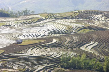 Pirinç tarlaları Kuzey Vietnam