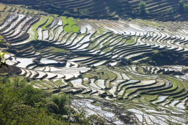 Pirinç tarlaları Kuzey Vietnam