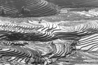 Pirinç tarlaları Kuzey Vietnam