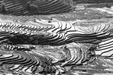 Pirinç tarlaları Kuzey Vietnam