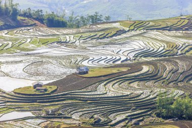 Pirinç tarlaları Kuzey Vietnam