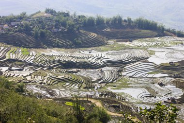 Pirinç tarlaları Kuzey Vietnam