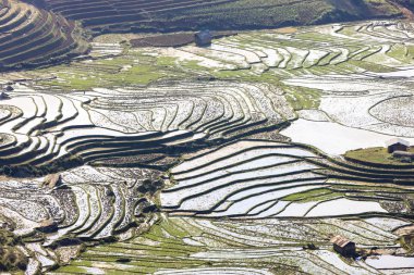 Pirinç tarlaları Kuzey Vietnam
