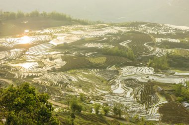 Pirinç tarlaları Kuzey Vietnam