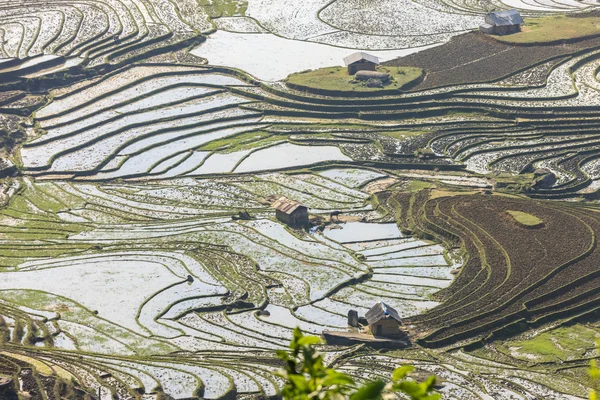 Рисовые поля Северного Вьетнама — стоковое фото
