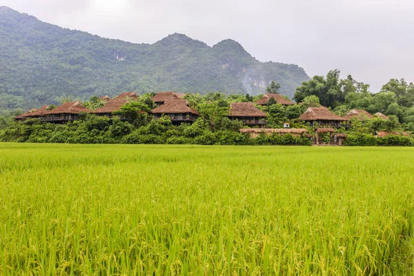 Kuzey Vietnam, pirinç tarlaları — Stok fotoğraf