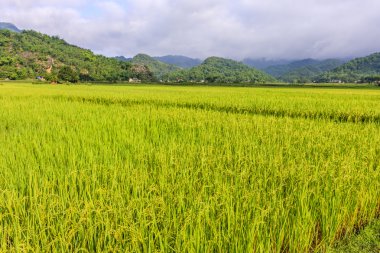 Kuzey Vietnam, pirinç tarlaları