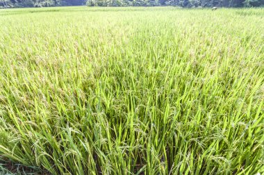 Kuzey Vietnam, pirinç tarlaları