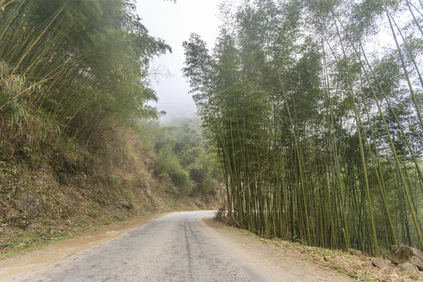 Bambú y carretera —  Fotos de Stock