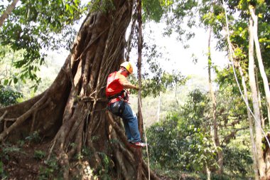Ormandaki Zipline Chiangmai oynayanlar