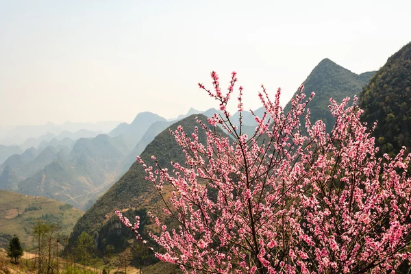 Цветок и гора во Вьетнаме — стоковое фото