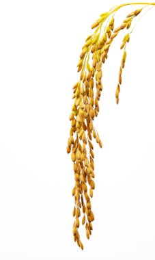 Kuzey Vietnam, pirinç tarlaları