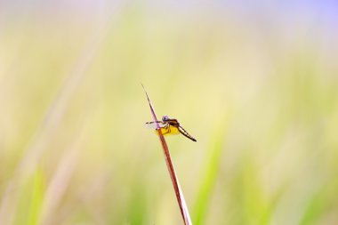 Pirinç tarlaları üzerinde bir yusufçuk