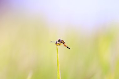 Pirinç tarlaları üzerinde bir yusufçuk