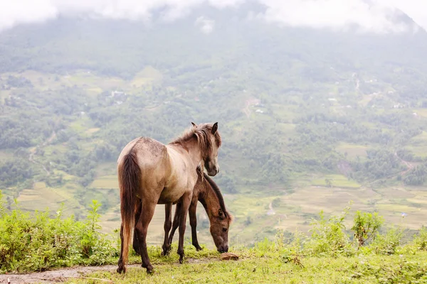 Kůň v Severním Vietnamu — Stock fotografie