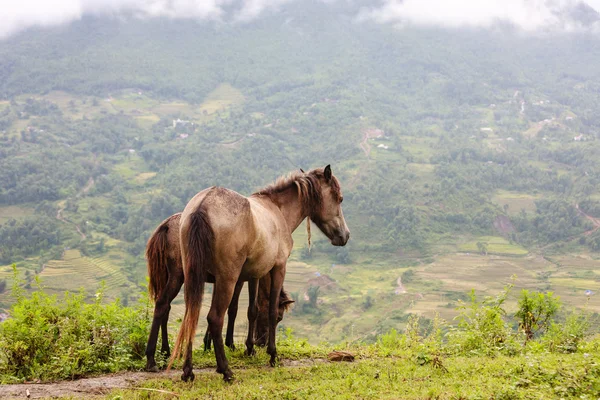 Kůň v Severním Vietnamu — Stock fotografie