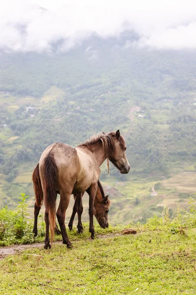 Paard op Noord-Vietnam — Stockfoto