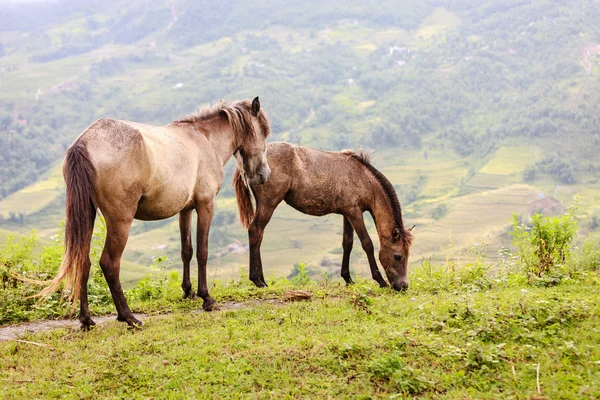 北ベトナムで馬 — ストック写真
