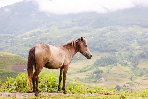 Paard op Noord-Vietnam — Stockfoto