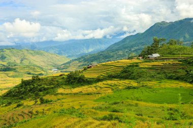 Kuzey Vietnam, pirinç tarlaları