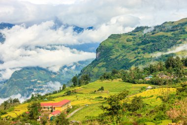Kuzey Vietnam, pirinç tarlaları
