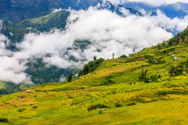 Kuzey Vietnam, pirinç tarlaları
