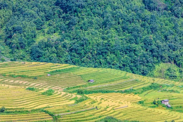 Campos de arroz no norte do Vietname — Fotografia de Stock