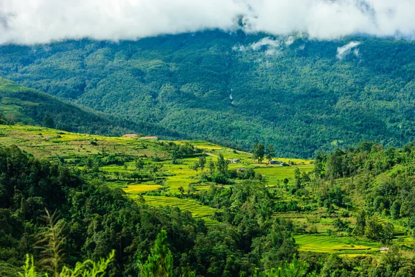 Campos de arroz no norte do Vietname — Fotografia de Stock