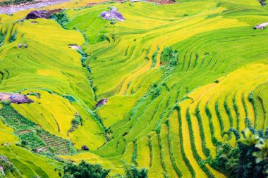 Kuzey Vietnam, pirinç tarlaları