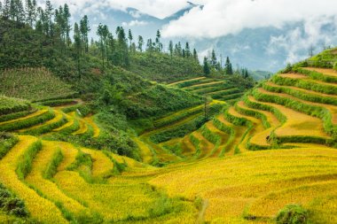 Kuzey Vietnam, pirinç tarlaları