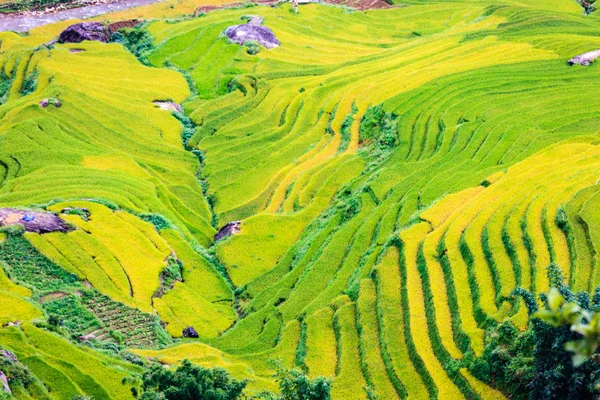 Kuzey Vietnam, pirinç tarlaları — Stok fotoğraf