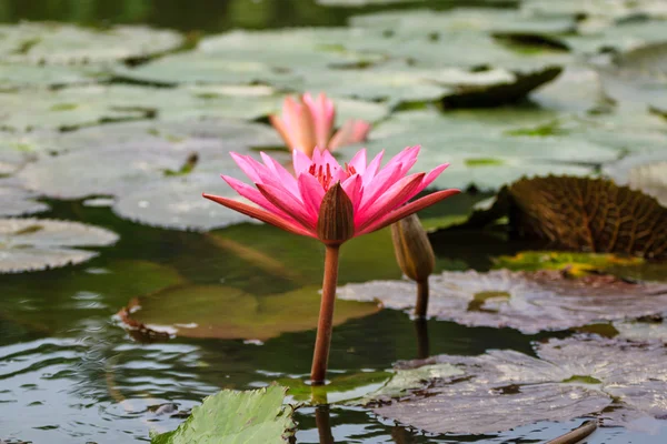 Lilly water Flowers — Stock Photo, Image