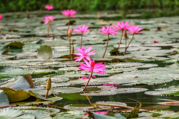 Lilly water Flowers — Stock Photo, Image